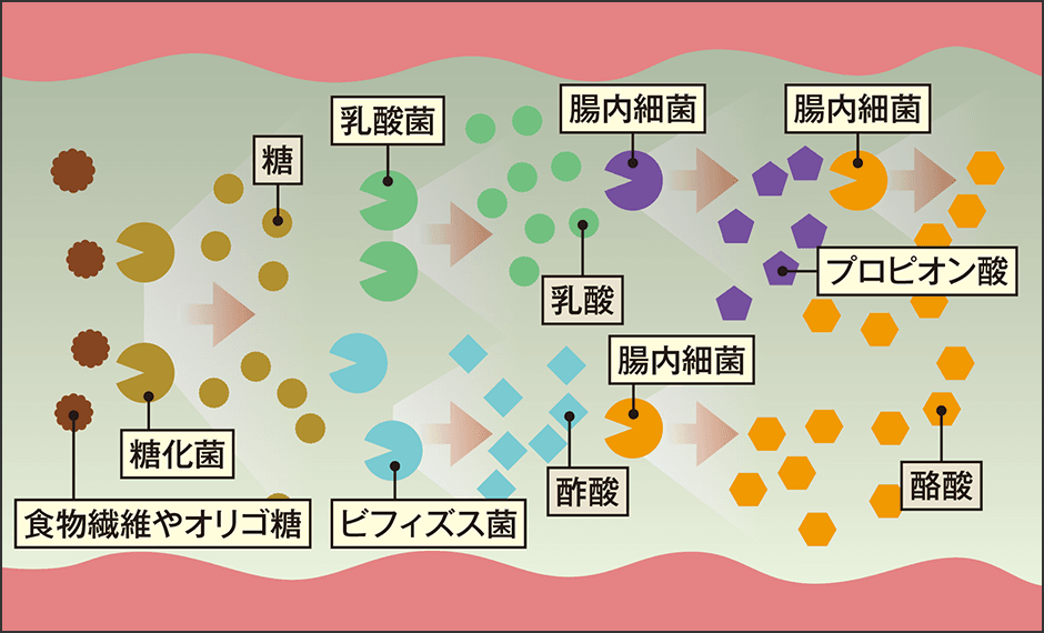 ダイエットの救世主「短鎖脂肪酸」が作られる過程